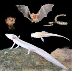 cave biology