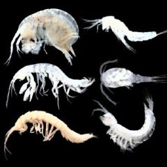 bio2