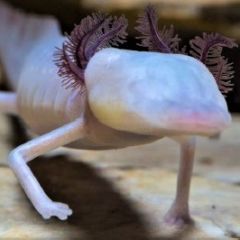 cave biology