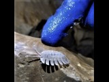 biology-cave-symbols