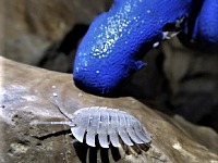 biology-cave-symbols
